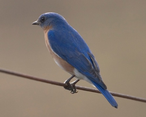Eastern Bluebirds were reintroduced to the Everglades National Park between 1997 and 2001.