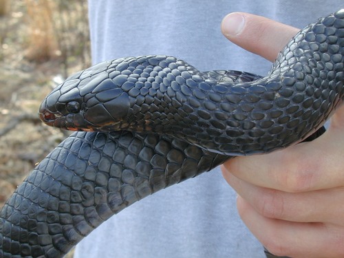 Close-up photograph of the head of a male Eastern indigo snake being held by a person