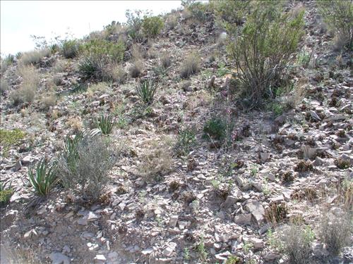 Streptanthus carinatus. Big Bend National Park, Mariscal Mountain. February 2005