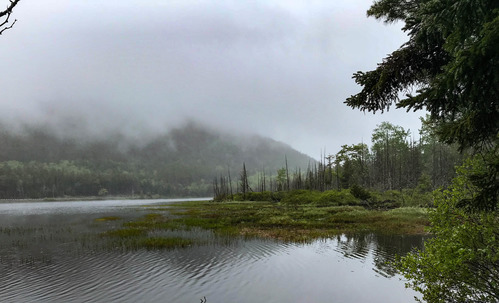 Foggy lake lined with trees and marsh
