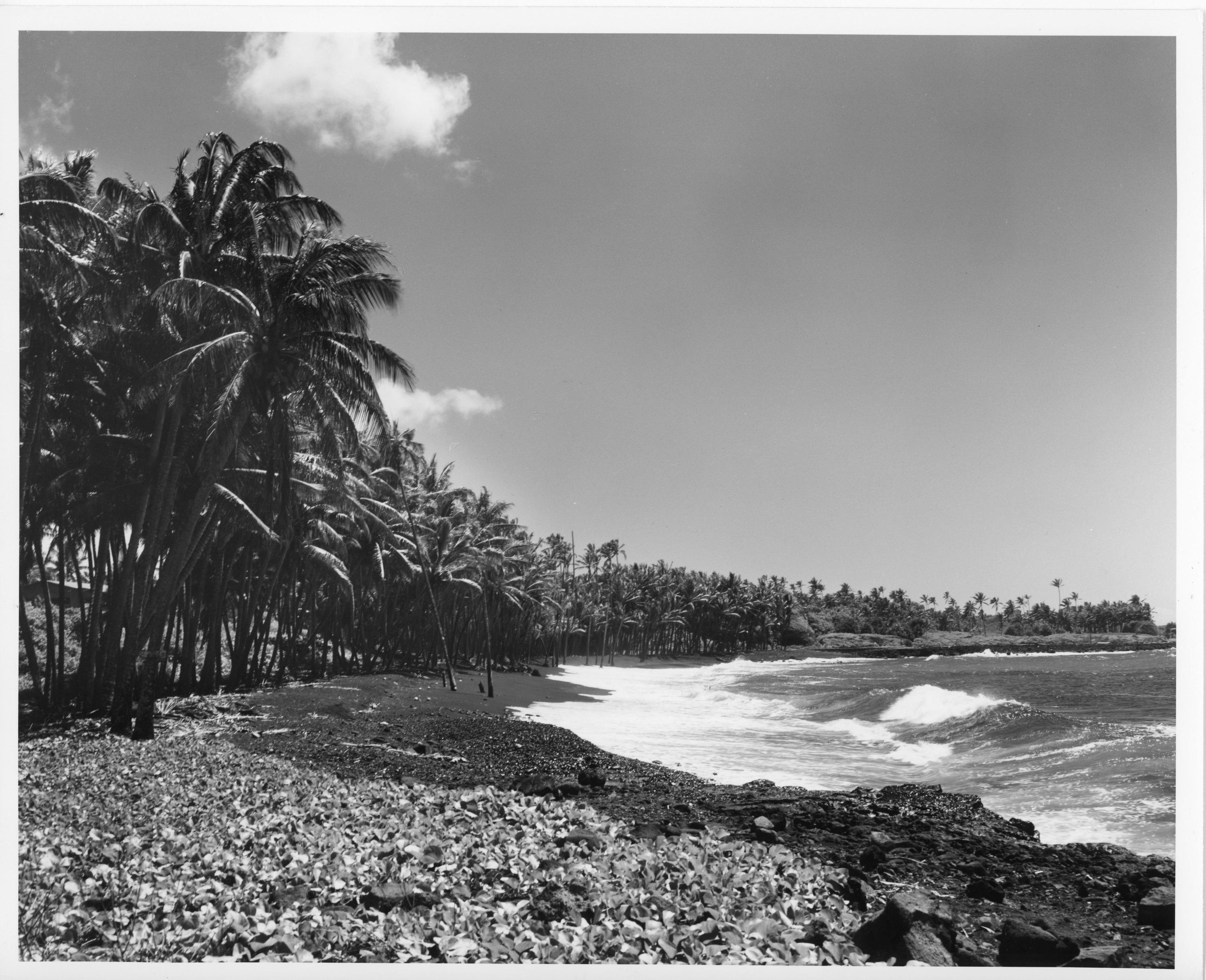 A black and white image of Kalapana black sand beach in Puna, ʻ. The ocean current is seen coming onto the shore of the beach from the right side of the image. Black sand and small lava rocks line the coastline extending to the left side of the image. The black sand is covered by a leafy vine plant as it extends further away from the ocean. There is a line of palm trees behind the vine plant.