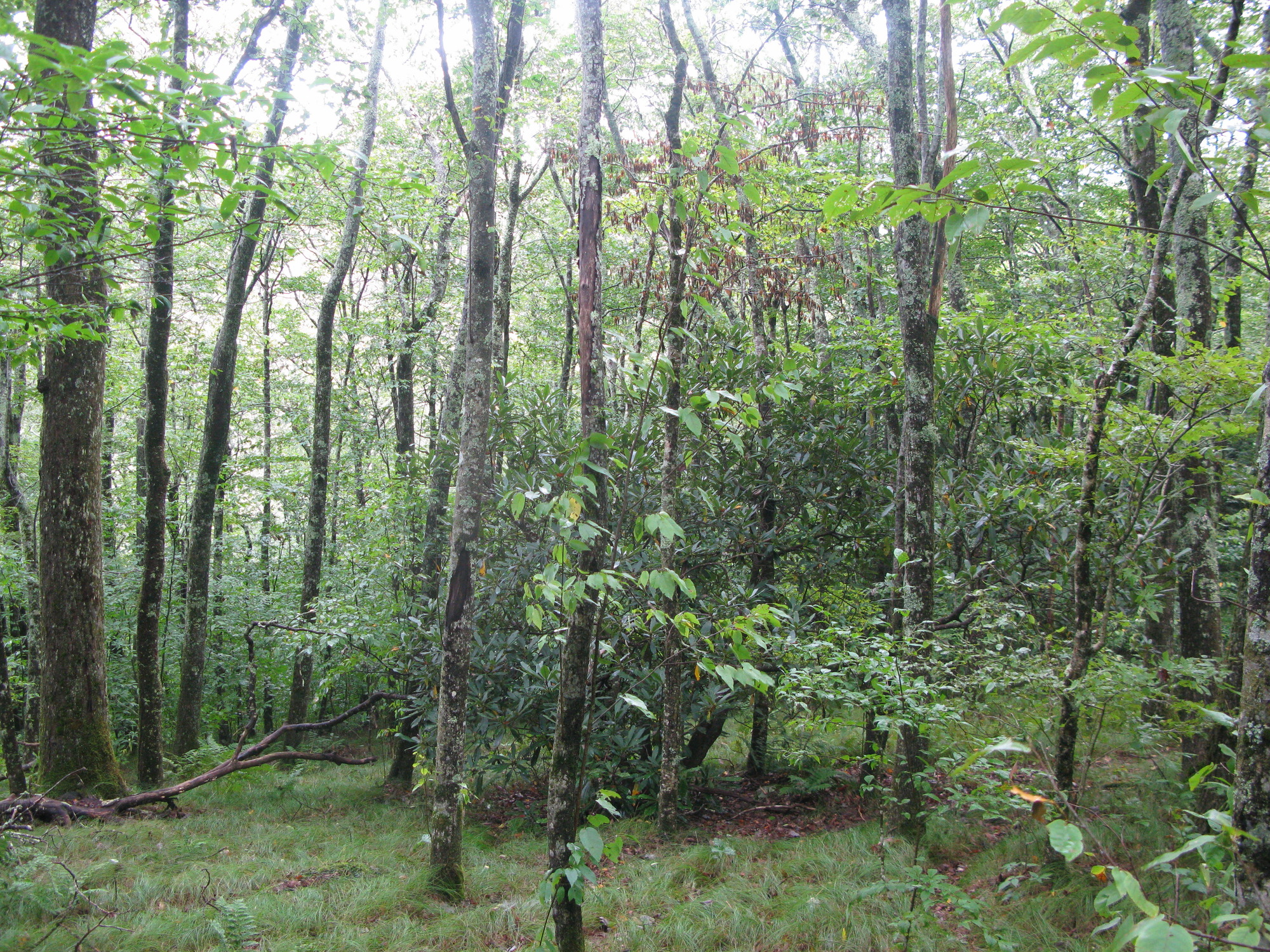 GRSM Accuracy Assessment. Plot Code: GRSM_AA_0598_5