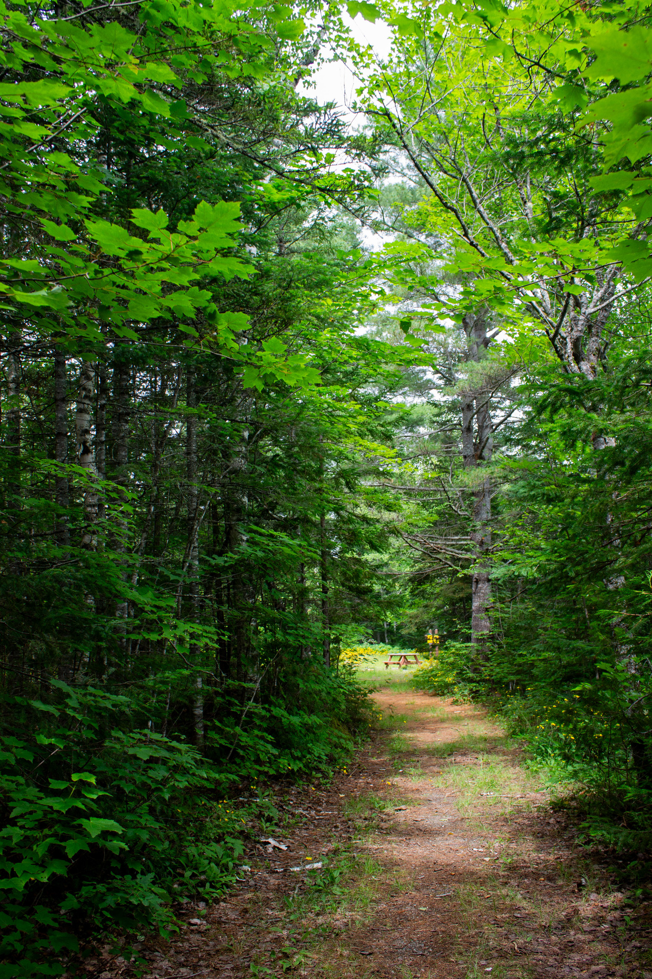 A picnic table peaks out between trees on the Stair falls trail.