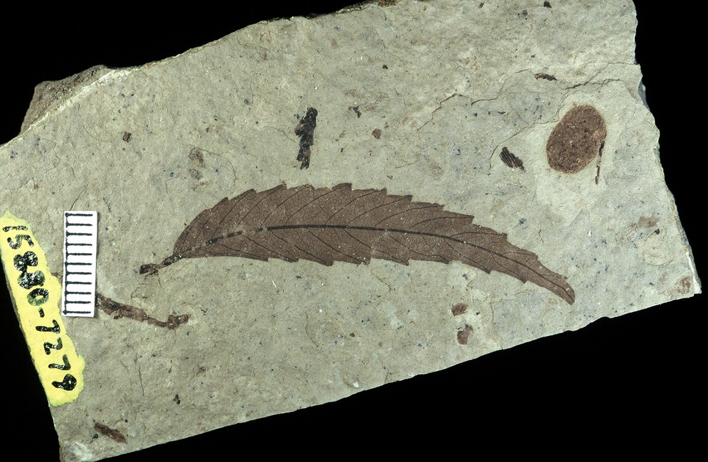 A long, tapered simple broad leaf with toothed edges, no lobes, and curved veins preserved in shale.