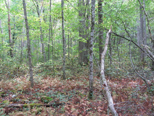 GRSM Accuracy Assessment. Plot Code: GRSM_AA_0286_3