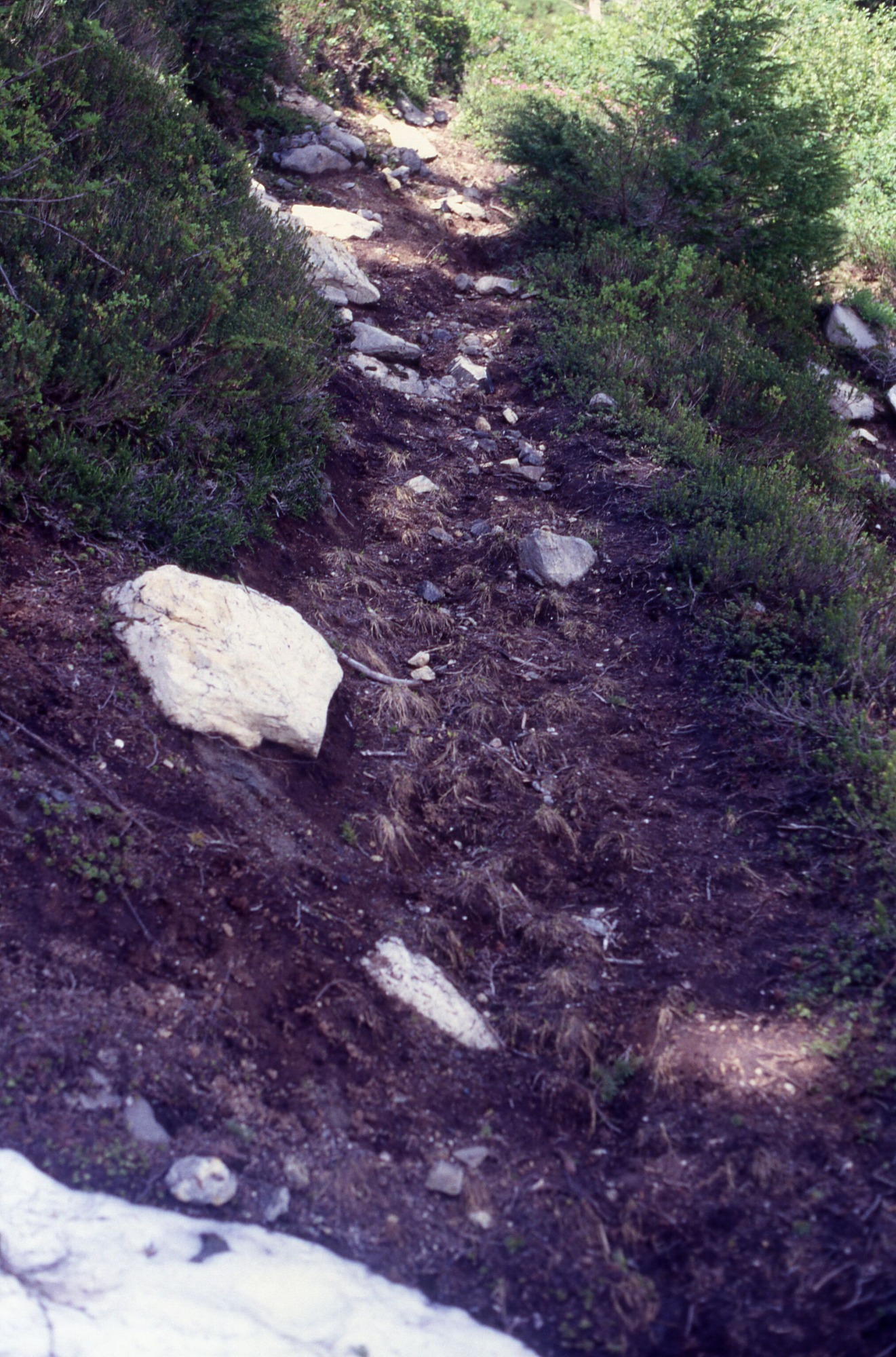 A rocky trail surrounded by wildflowers and shrubs.