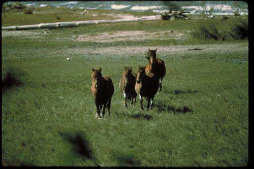 Wild horses at Cumberland Island National Seashore, Georgia