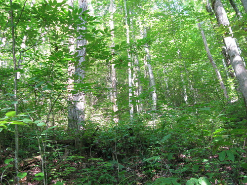 GRSM Accuracy Assessment. Plot Code: GRSM_AA_0159_3