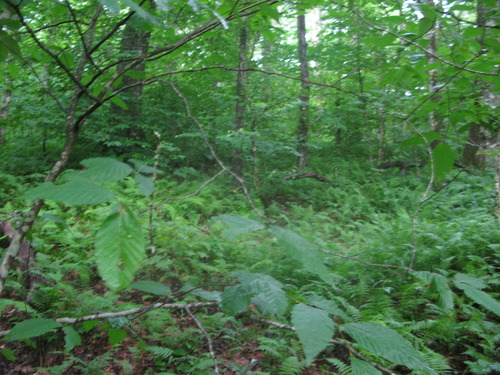 GRSM Accuracy Assessment. Plot Code: GRSM_AA_0929_5