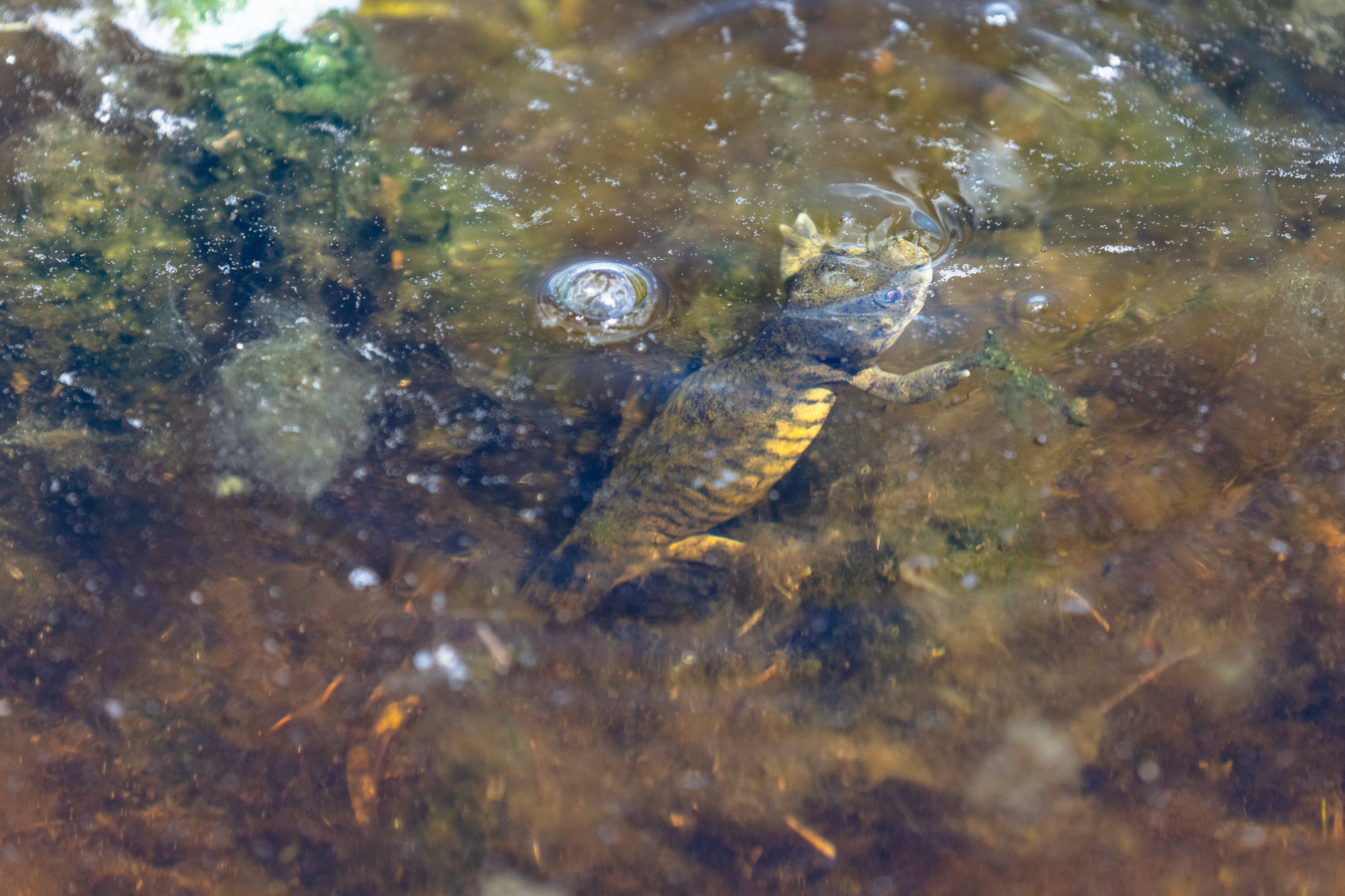 Salamander has nose out of the water in a shallow pool