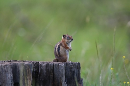 A golden mantled ground squirrel standing on a stump.