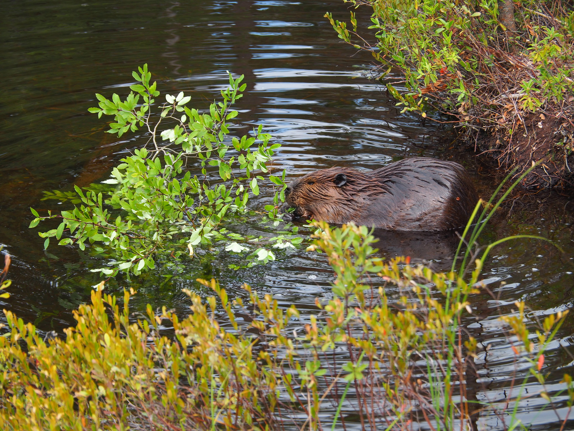 A beaver partially submerged in water chews on a branch by a pond bank. 