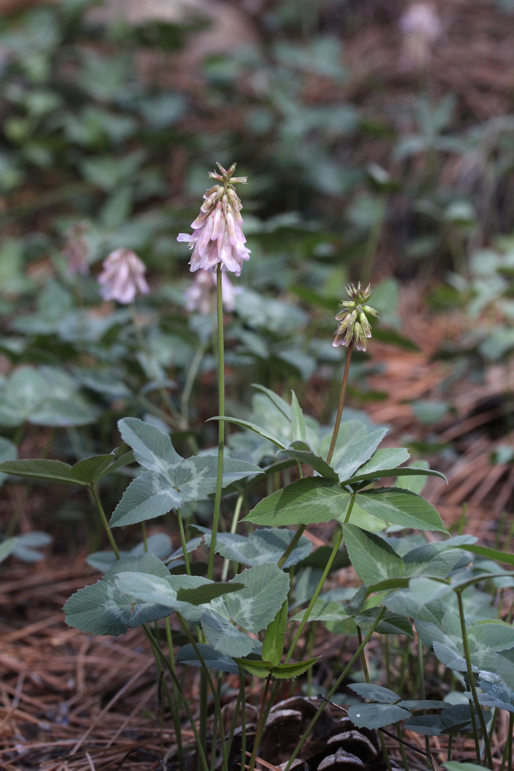 Trifolium macilentum, Lean clover