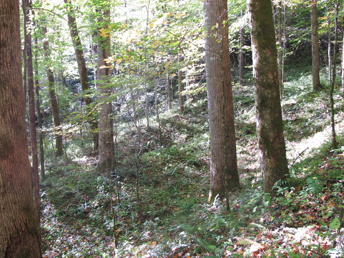 GRSM Accuracy Assessment. Plot Code: GRSM_AA_0207_4