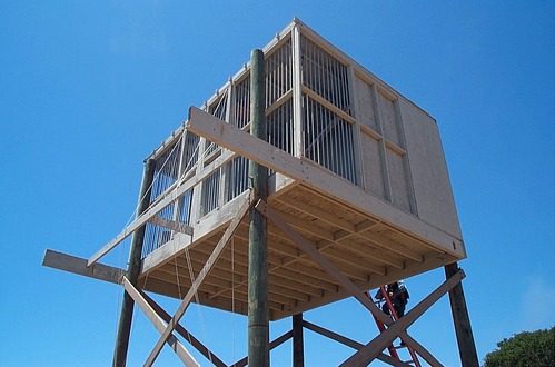 Bald Eagle Hack Tower