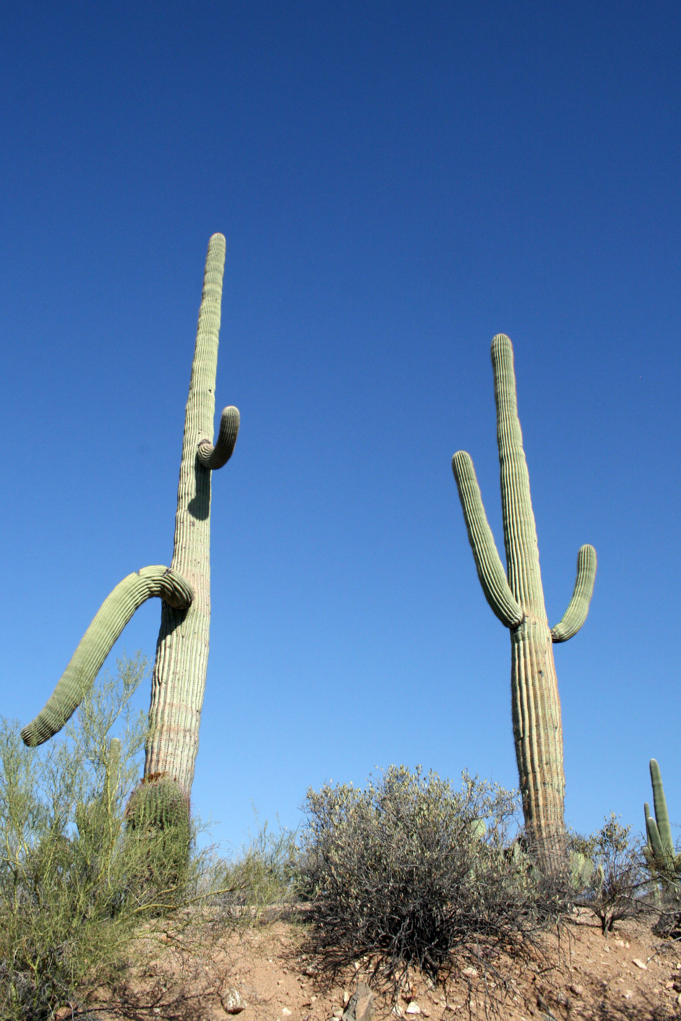 Saguaro cactus