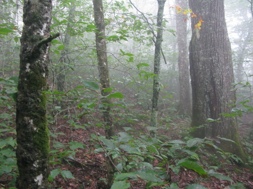 GRSM Accuracy Assessment. Plot Code: GRSM_AA_0575_5