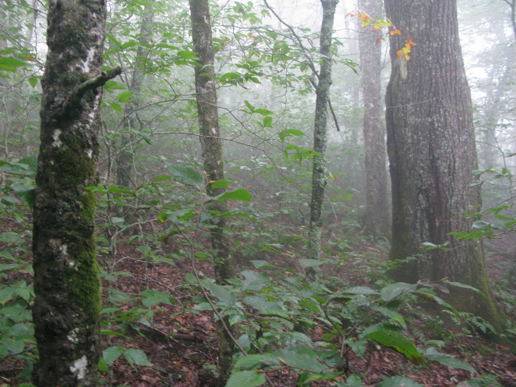 GRSM Accuracy Assessment. Plot Code: GRSM_AA_0575_5