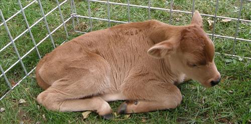 2011 Harvest Day at Lindenwald taken September 17 2011