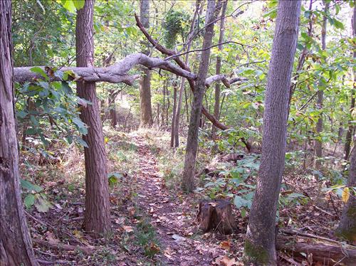 FOWA-Existing Conditions at Fort Washington Park, October 15, 2008