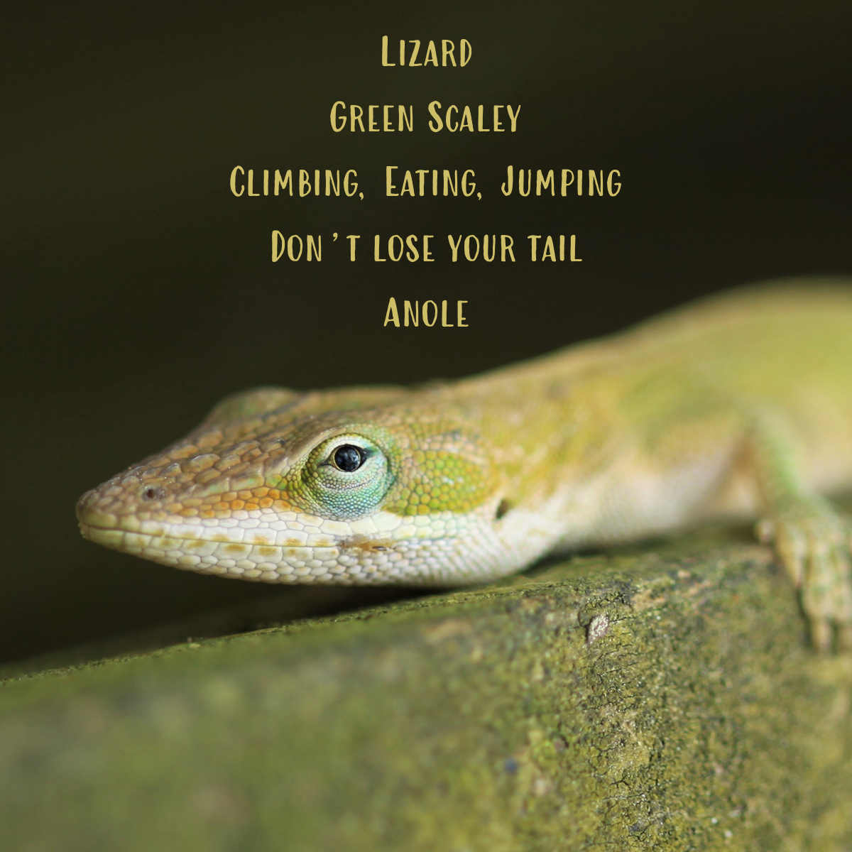 Close-up of a green anole, showing its scaly texture. Text above reads: lizard; green scaley; climbing, eating, jumping; don't lose your tail; anole.