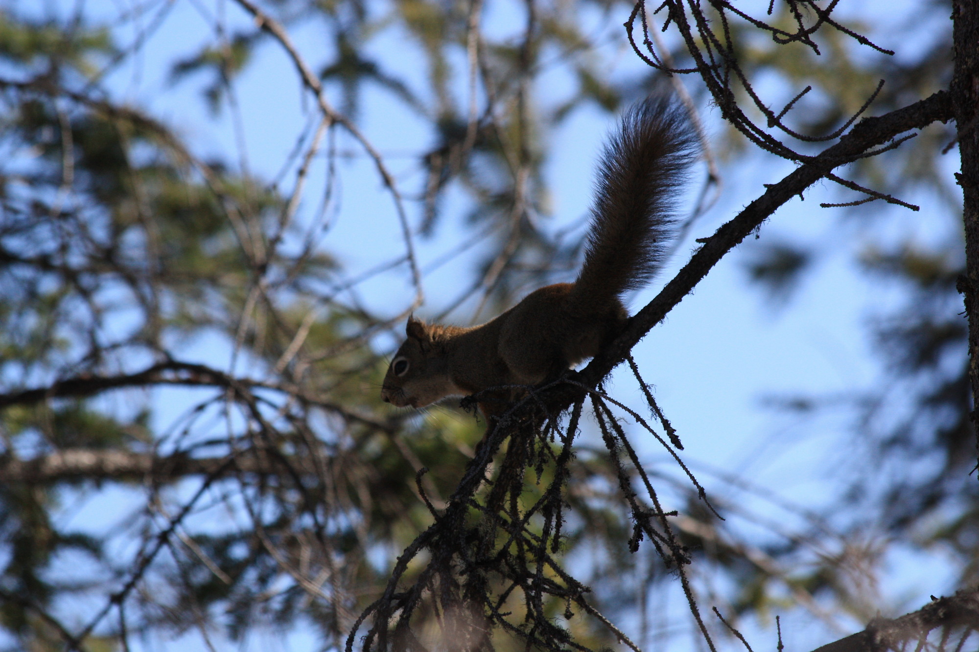 A red squirrel barks an alarm, its tail extended straight back from its body