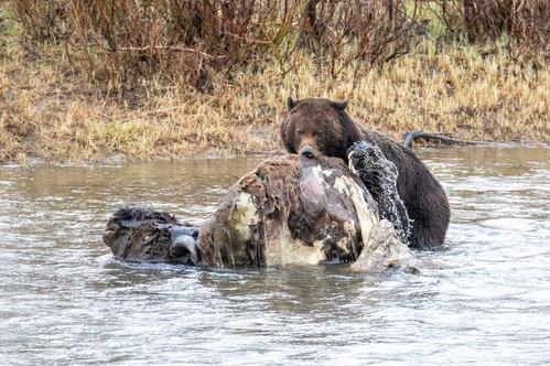 A grizzly bear is in a river biting on a large bison carcass