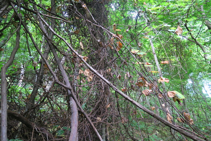 GRSM Accuracy Assessment. Plot Code: GRSM_AA_0800_5