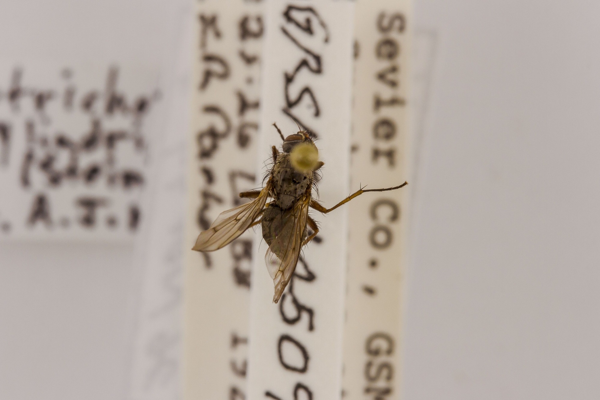 Image of Eutrichota cylindrica, a species of Animalia