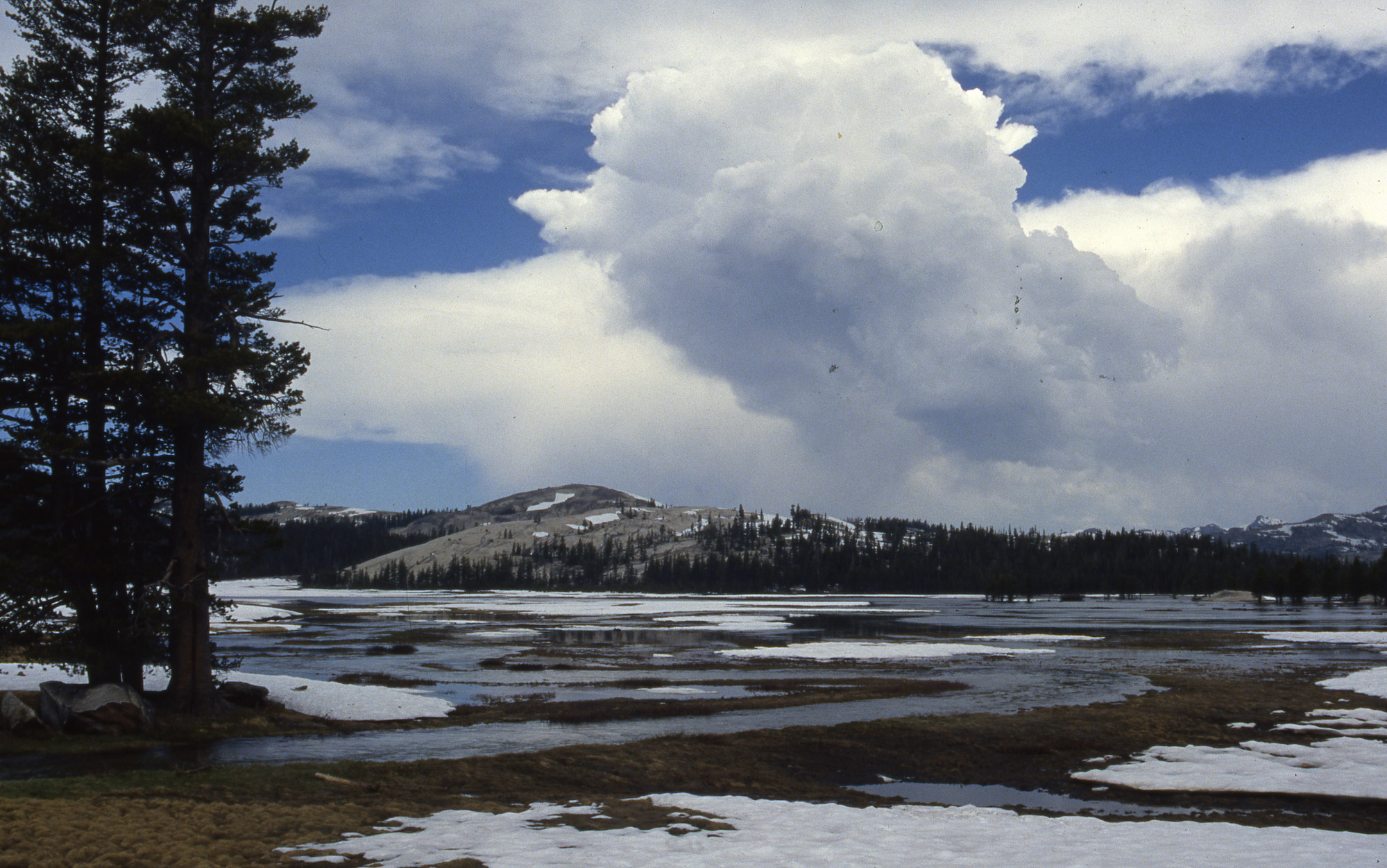 Tuolumne Meadows