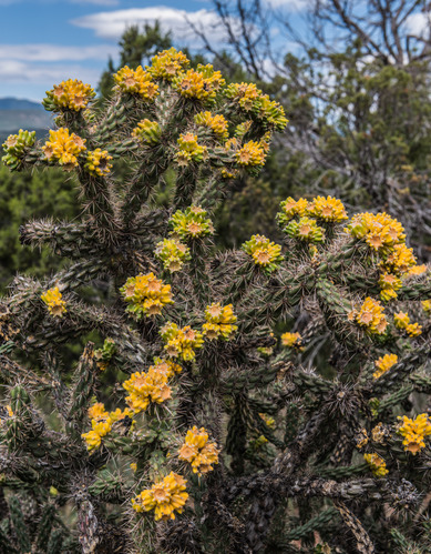 Yellow fruit on a cactus