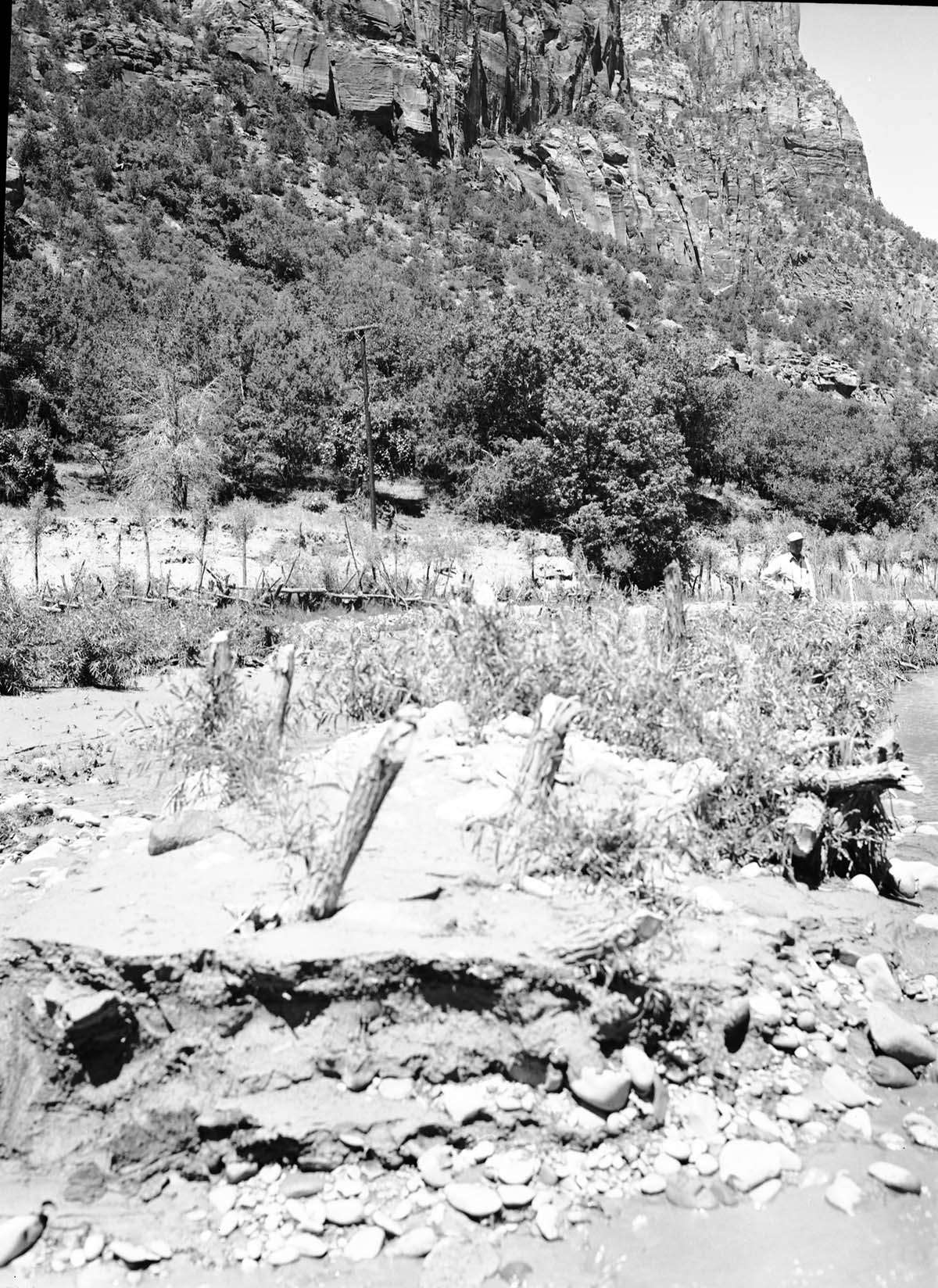 Tree planting and willow 'spider' jetties to deposit sediment and deflect river flow to right, near Union Pacific Sewer farm.