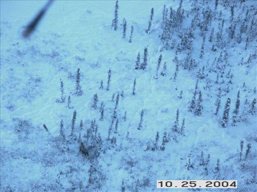 9 Gates of the Arctic National Park and Preserve Koyukuk Moose Survey 2004