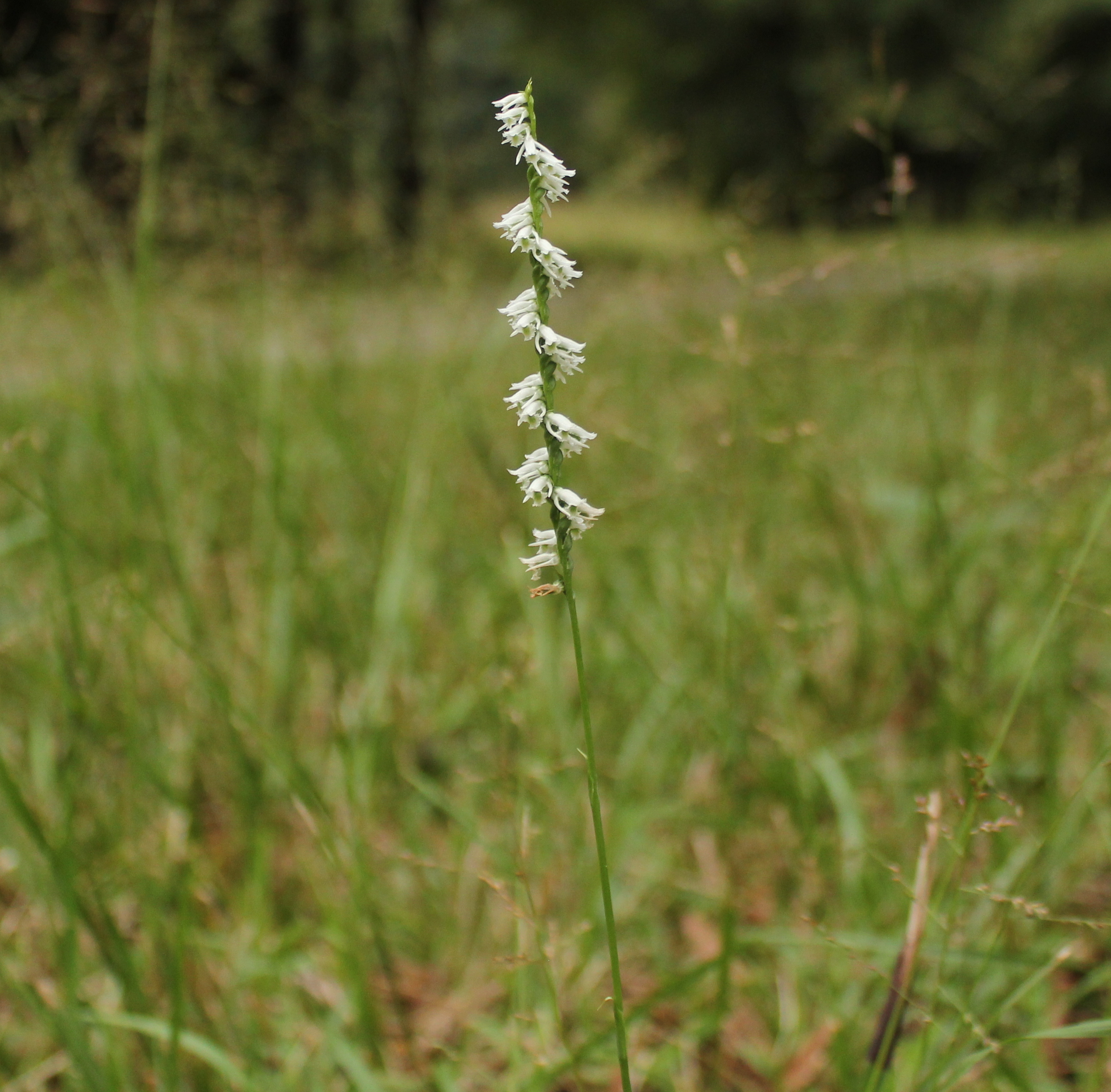 Small, delicate, white flowers quark-screw around the top half of a green stem. 