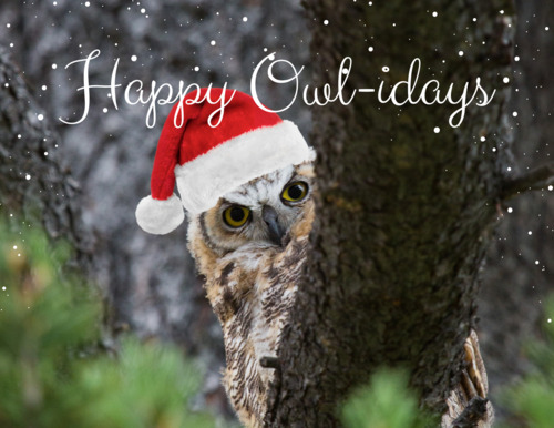 A great horned owl peaks out from behind a tree branch with added santa hat and text "Happy Owl-idays"