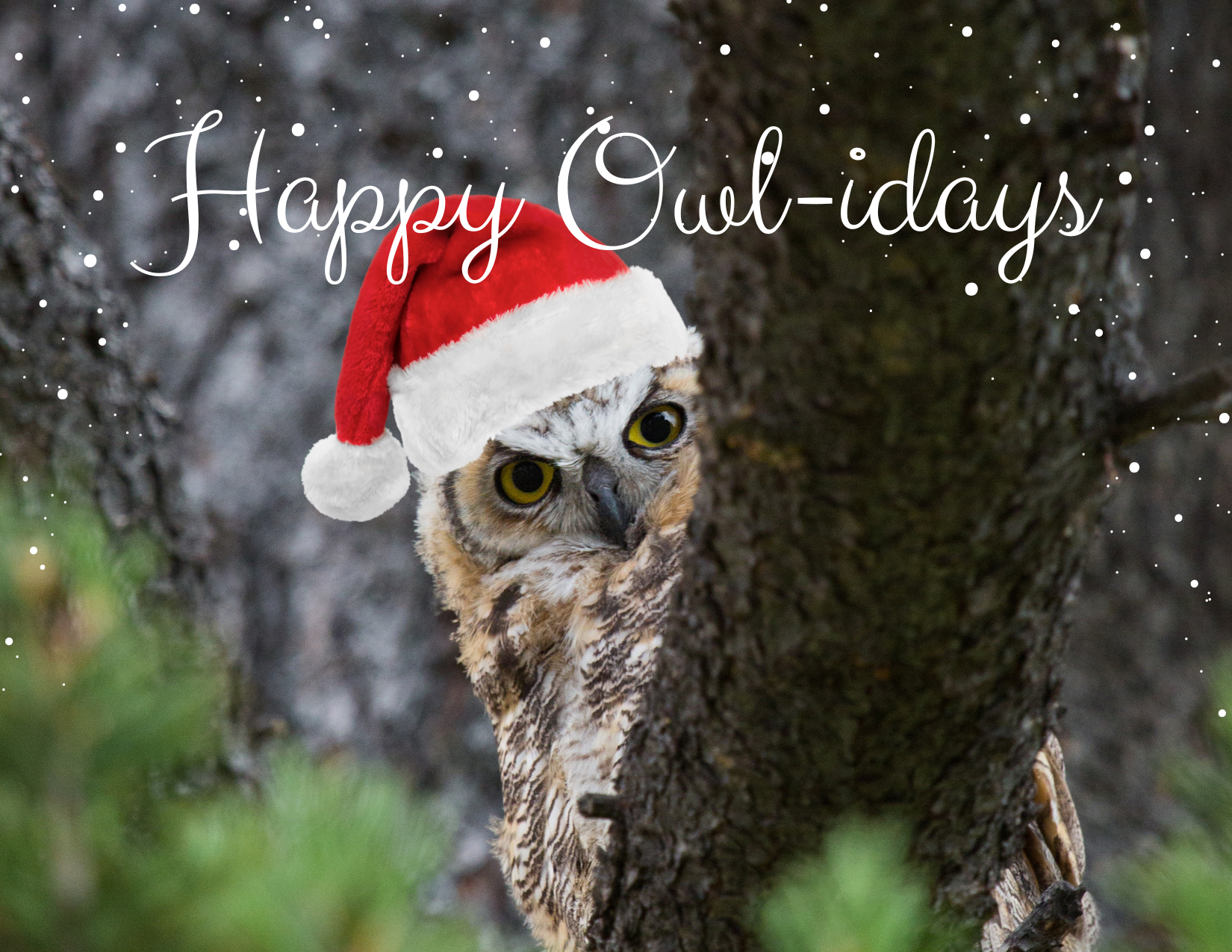 A great horned owl peaks out from behind a tree branch with added santa hat and text "Happy Owl-idays"