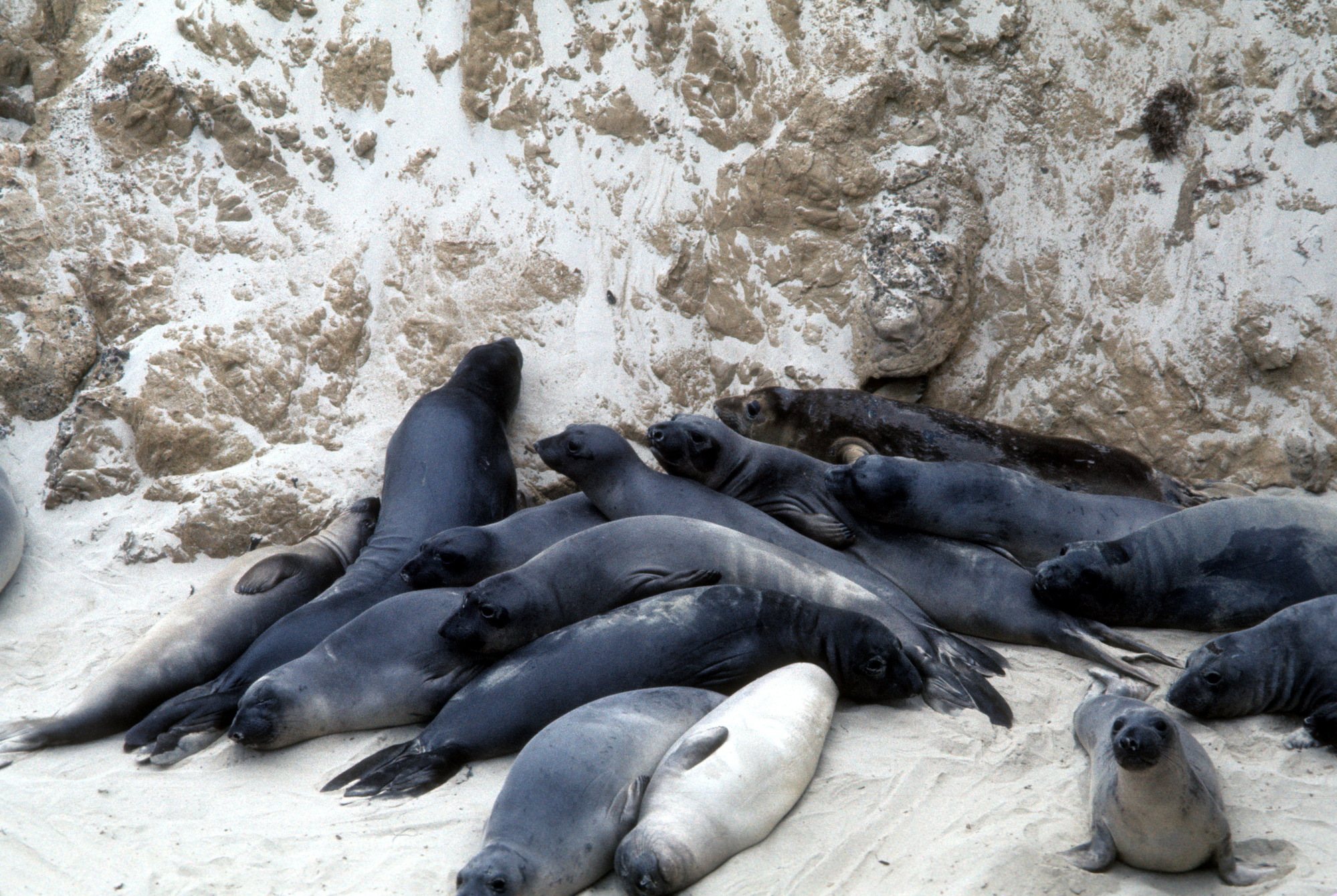 Northern Elephant Seal Weaners