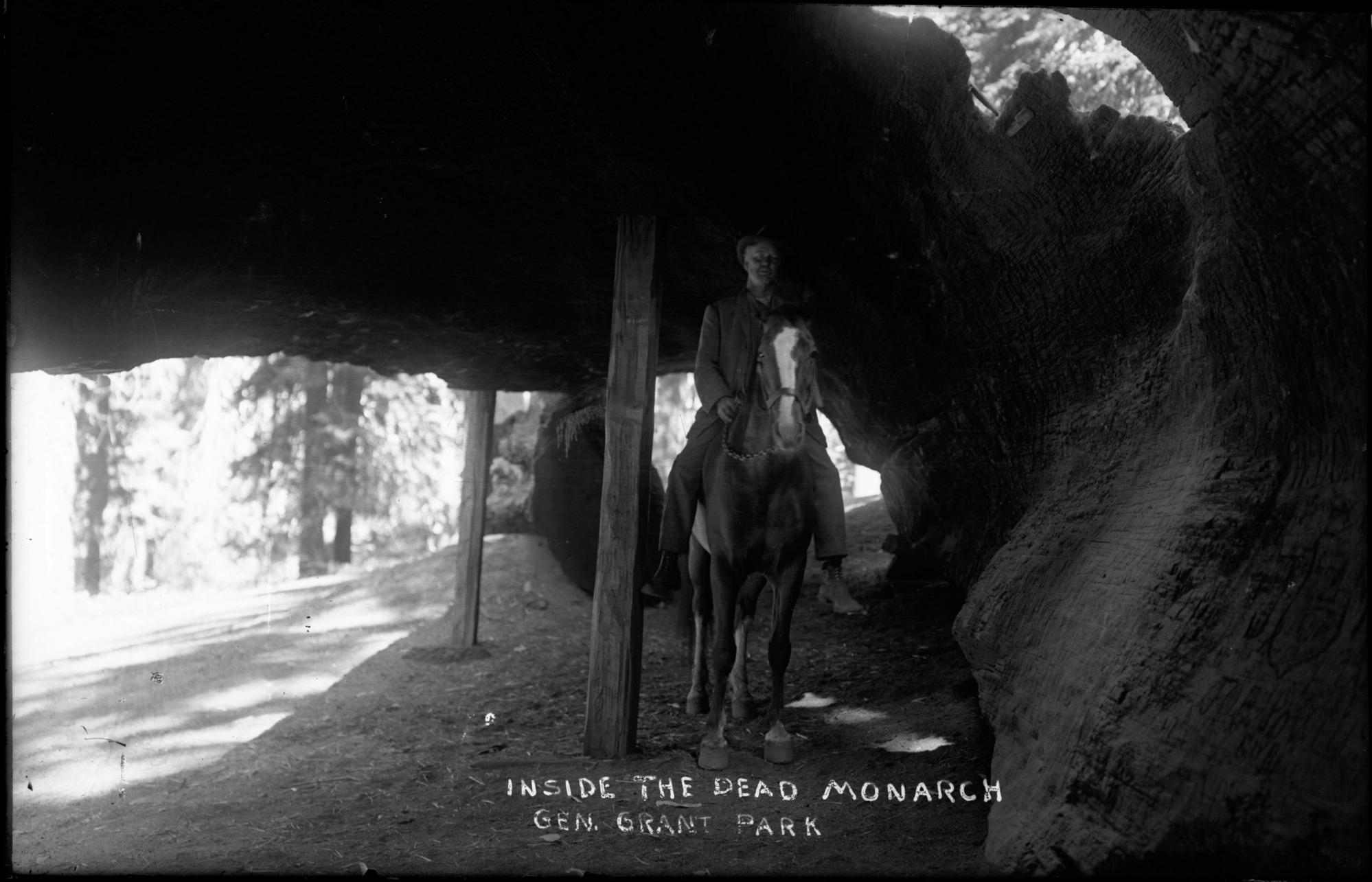 SEKI Roberts Collection Series: 1 Glass Plates; 1 Small glass plates; 13 Sequoias