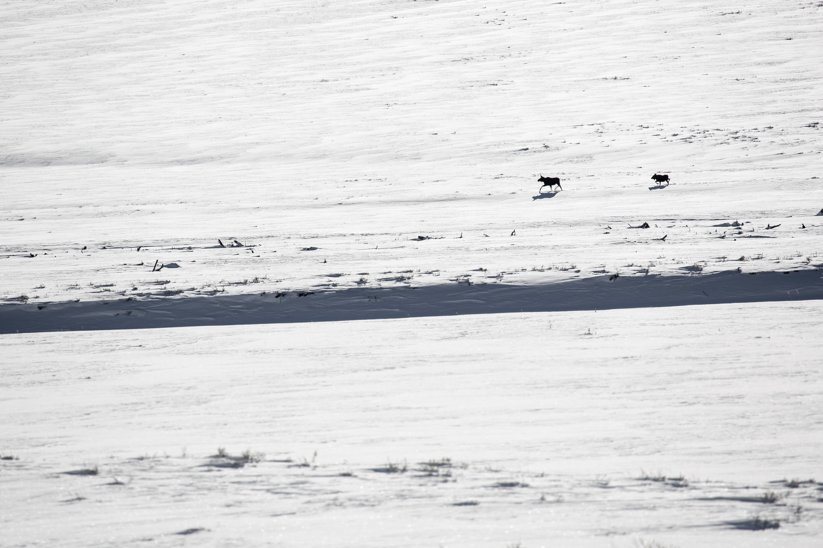 Two moose trot across a snow covered meadow by a froze stream.