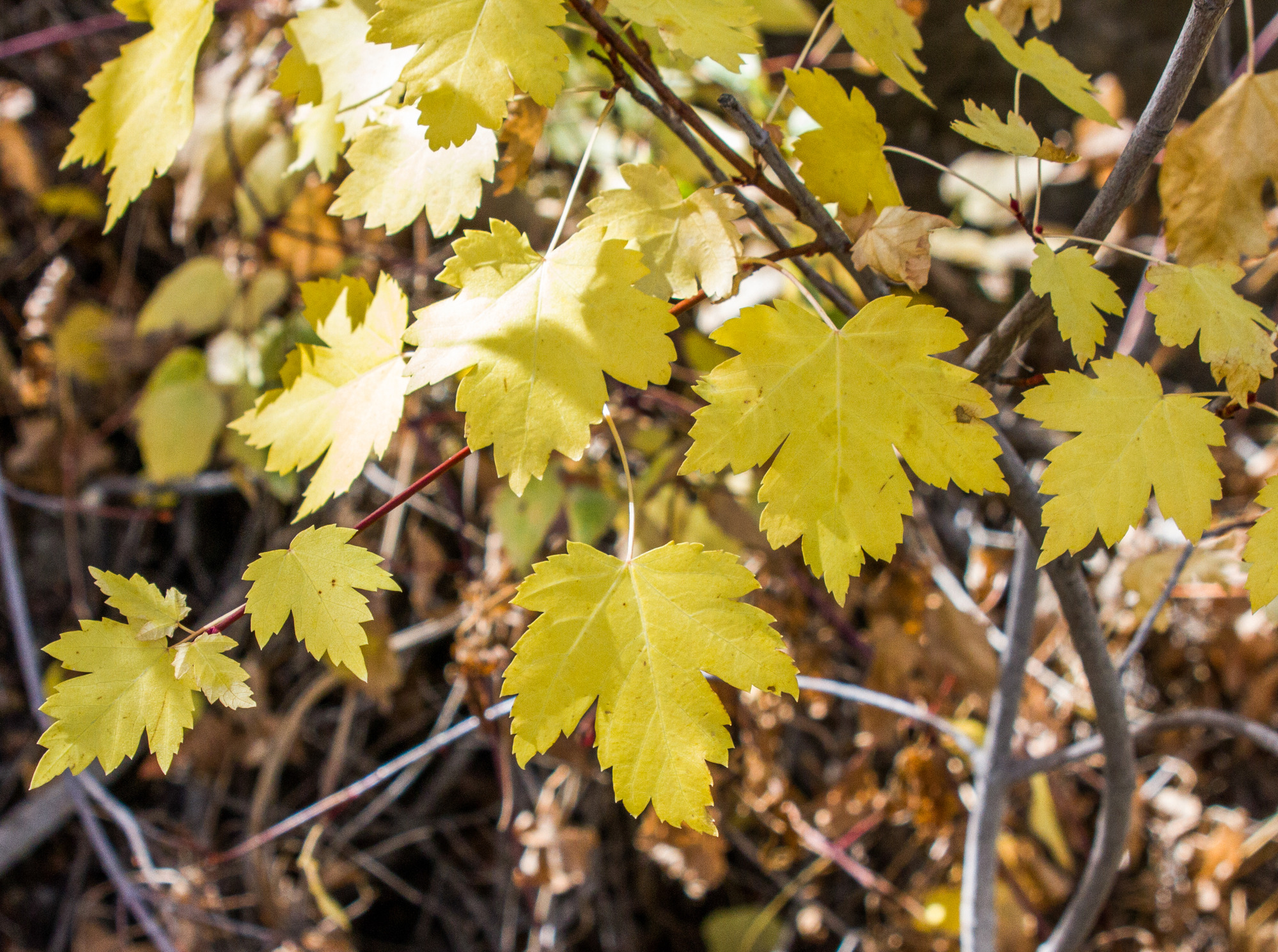 close up of yellow maple leaves