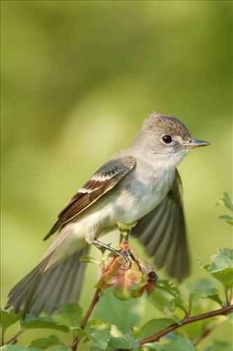 Willow flycatcher in Cuyahoga Valley National Park