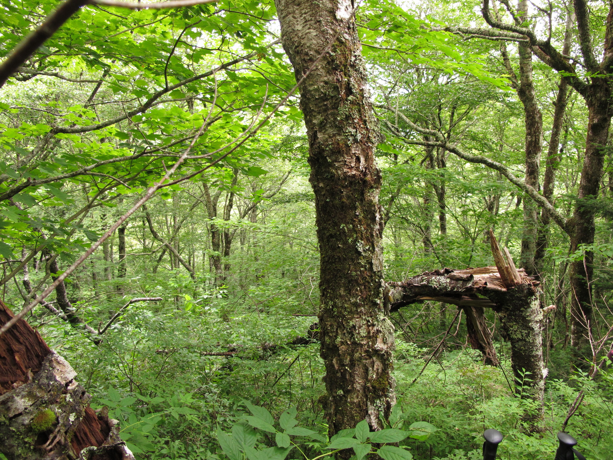 Plot Code: GRSM_AA_0529_6