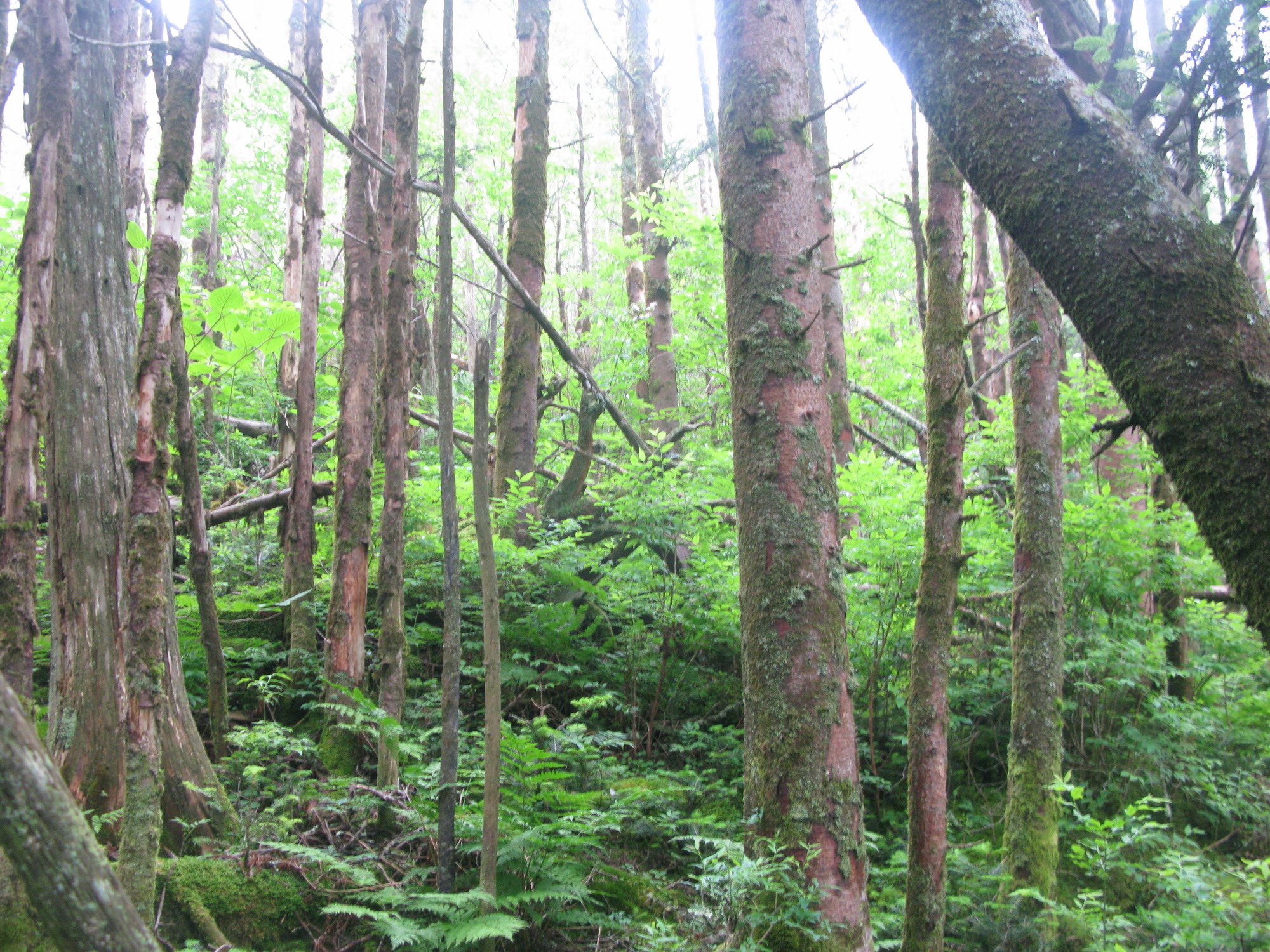 GRSM Accuracy Assessment. Plot Code: GRSM_AA_0475_3