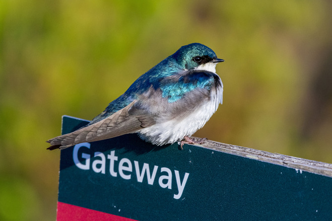 Tree Swallow on a sign at Gateway National Recreation Area