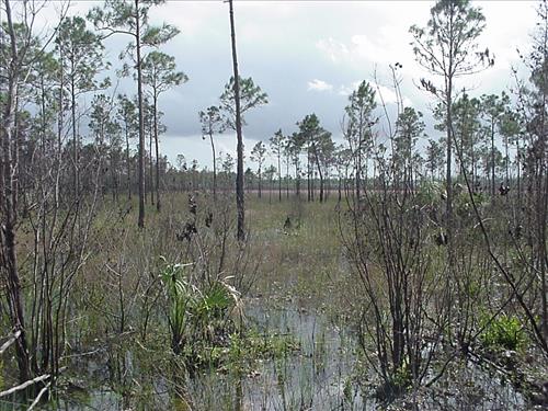 Regrowth in 2001 Pinelands prescribed burn at Everglades NP