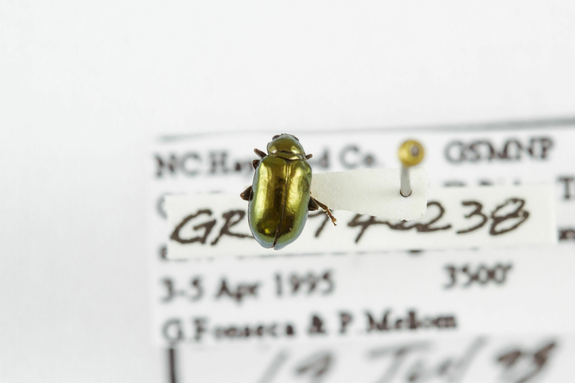 Image of Altica kalmiae, a species of Animalia