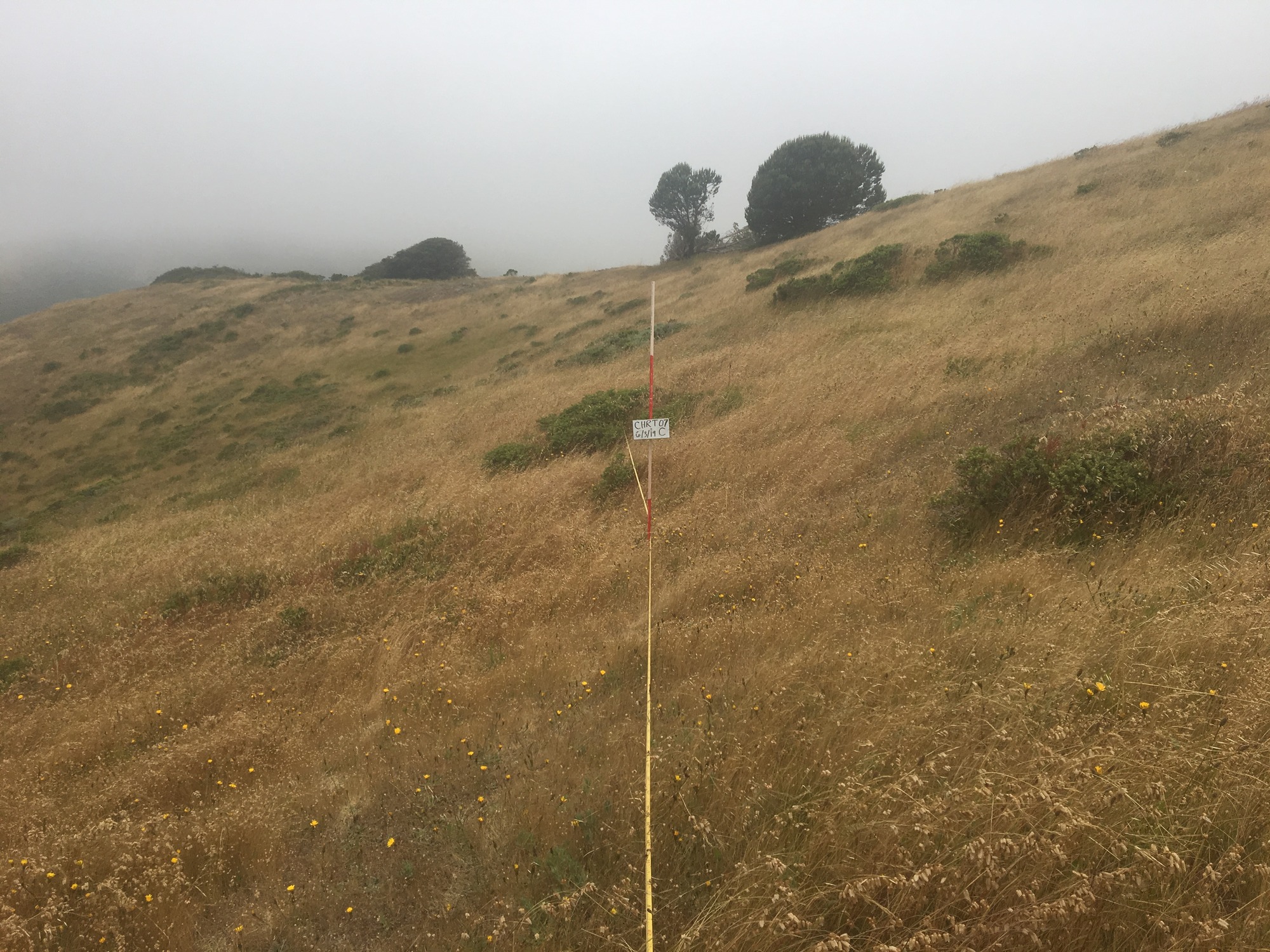 Eye-level view from the center point of a plant community monitoring plot