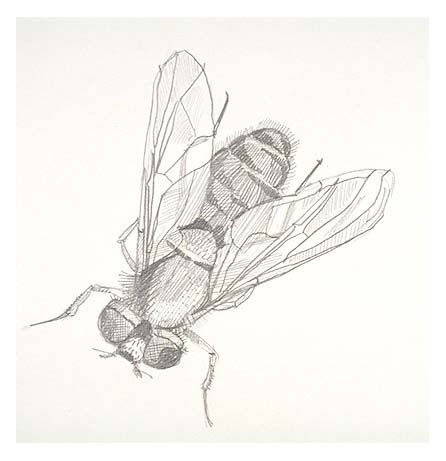 a Greenhead fly (not to scale)