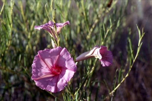 Badlands Flowers: Red, Pink, Blue