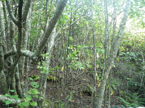 GRSM Accuracy Assessment. Plot Code: GRSM_AA_0314_2